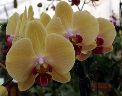 Seagrove Orchids